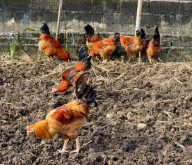 散养土鸡