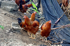 散养土鸡