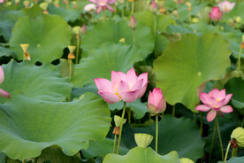 夏日荷花