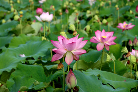 夏日荷花