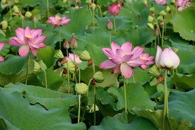 夏日荷花