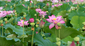 夏日荷花
