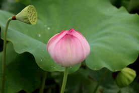 荷花花苞花蕾
