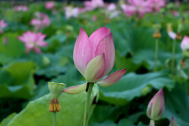 荷花花苞花蕾