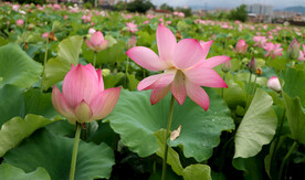 荷花盛开 荷花 荷花绽放 粉色