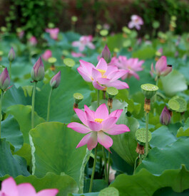 荷花盛开