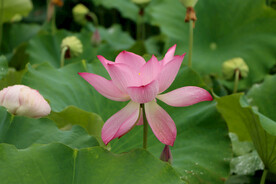 荷花盛开 荷花 荷花绽放 粉色