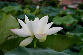 白莲花