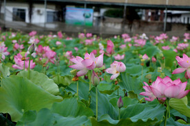 荷花盛开