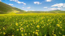 山和小黄花