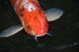 锦鲤
