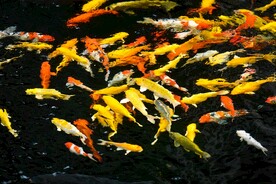 锦鲤