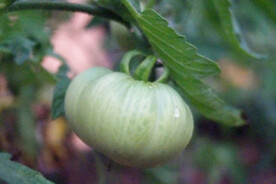 生番茄