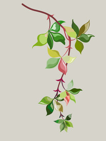  植物叶子