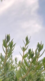 草 天空