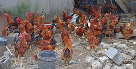 散养土鸡