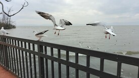 红嘴鸥 海鸥