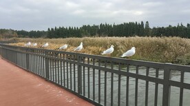 红嘴鸥 海鸥