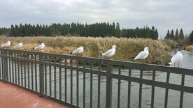 红嘴鸥 海鸥