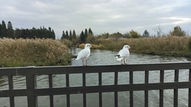 红嘴鸥 海鸥