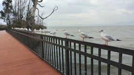 红嘴鸥 海鸥