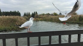 红嘴鸥、海鸥