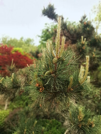 松花