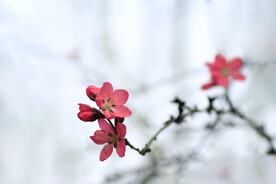 桃花枝 