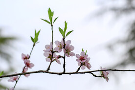 盛开的桃花