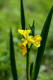 黄菖蒲
