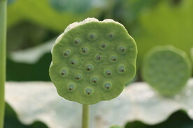 莲蓬莲子