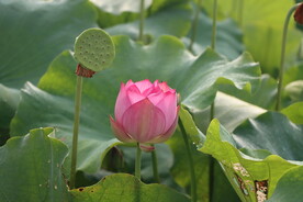 荷花花苞花蕾