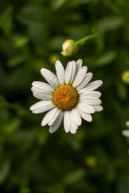 雏菊