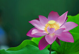 荷花高清壁纸 莲花壁纸 莲叶