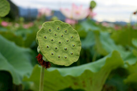 莲蓬莲子