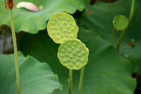 莲蓬