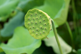莲蓬莲子