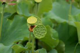 莲蓬