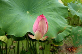 荷花花苞花蕾