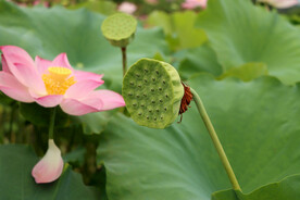 莲蓬莲子
