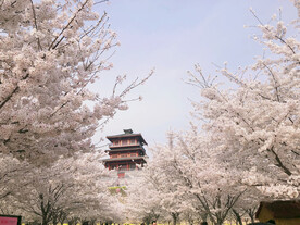 樱花园