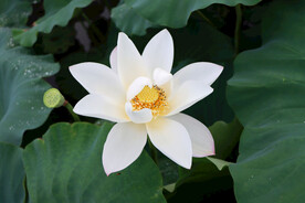 白莲花