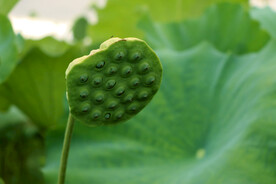 莲蓬莲子