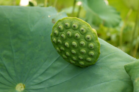 莲蓬莲子