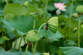 莲蓬