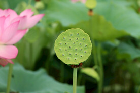 莲蓬