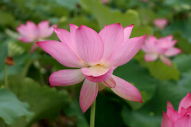 粉色荷花