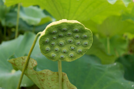 莲蓬莲子