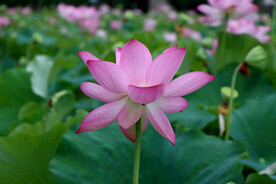 粉色荷花
