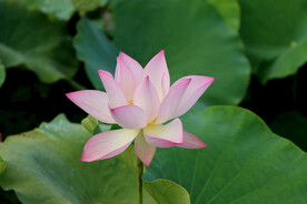 荷花 花卉 红荷 绿叶 水珠 